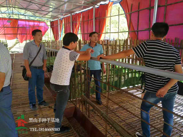 黑山羊養殖場建設